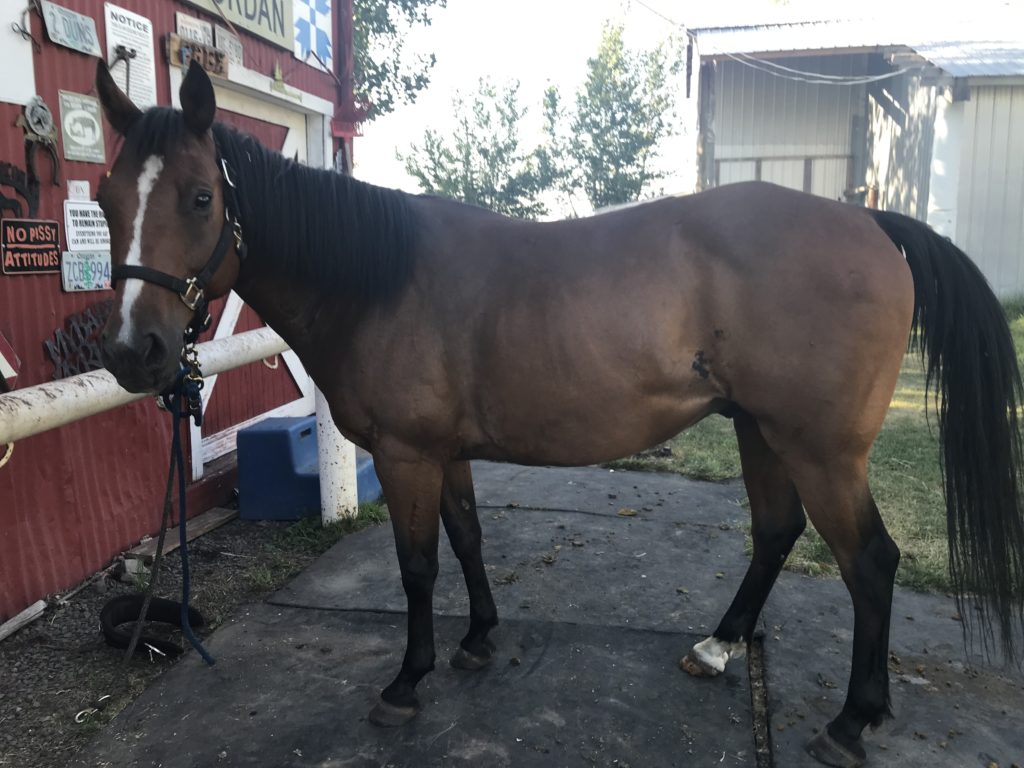 Bay Quarab gelding with thin blaze and white sock on right hind