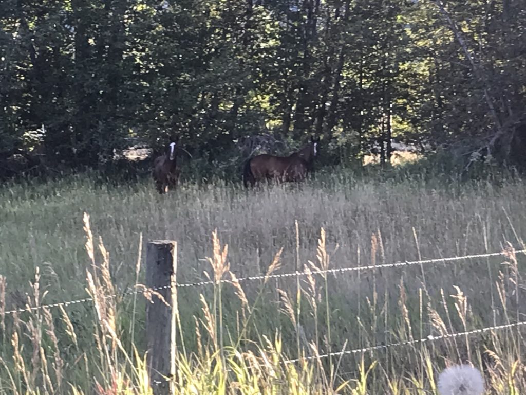 Chestnut mare and bay gelding in a grassy field, both looking toward photographer.