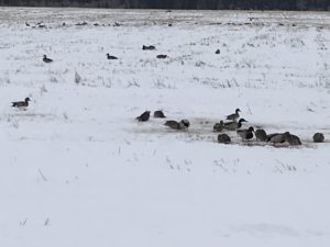 Mallard ducks in snow-covered wheat stubblefield